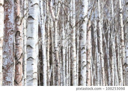 Birch forest Birch forest 推薦用於背景和牆紙 100253098