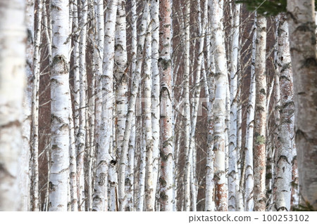 Birch forest Birch forest 推薦用於背景和牆紙 Birch forest Birch forest 推薦用於背景和牆紙 100253102