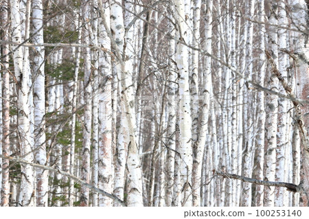 Birch forest Birch forest Recommended for backgrounds and wallpapers 100253140