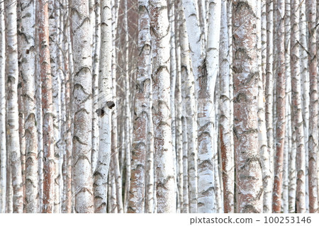 Birch forest Birch forest Recommended for backgrounds and wallpapers 100253146