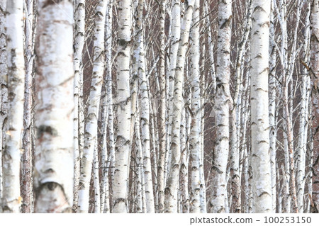 Birch forest Birch forest 推薦用於背景和牆紙 Birch forest Birch forest 推薦用於背景和牆紙 100253150