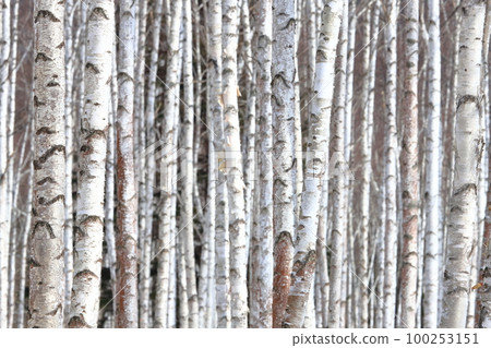 Birch forest Birch forest 推薦用於背景和牆紙 100253151