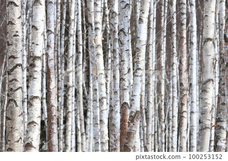 Birch forest Birch forest 推薦用於背景和牆紙 Birch forest Birch forest 推薦用於背景和牆紙 100253152