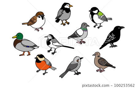 Familiar wild bird illustration set (simple) Familiar wild bird illustration set (simple) 100253562