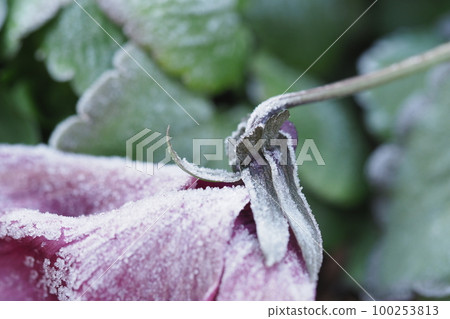 frosty pansy petals frosty pansy petals 100253813