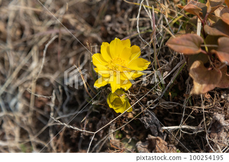 Adonis ramosa 100254195