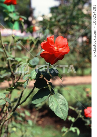 Natural photo: Colorful flower paintings Natural photo: Colorful flower paintings 100254293