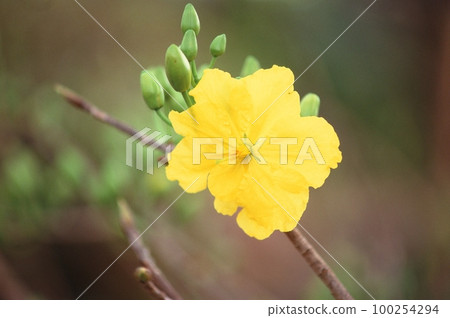 Natural photo: Colorful flower paintings Natural photo: Colorful flower paintings 100254294