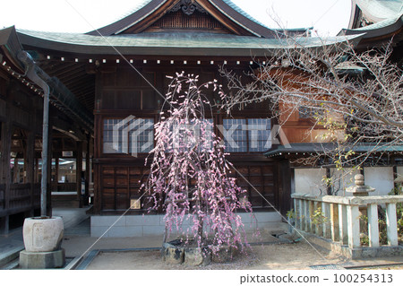 以梅林而聞名的兵庫縣明石市禦栗屋神社的垂枝梅 以梅林而聞名的兵庫縣明石市禦栗屋神社的垂枝梅 100254313