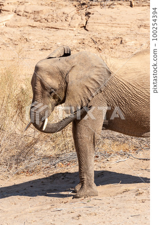 Closeup of a Desert Elephant in Namibia Closeup of a Desert Elephant in Namibia 100254394