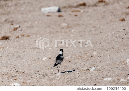 A Blacksmith Lapwing walking on the plains of Etosha 100254400