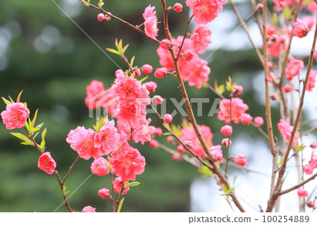 peach blossom peach blossom peach blossom peach blossom 100254889