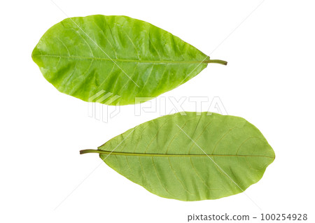 Green Terminalia catappa leaves 100254928