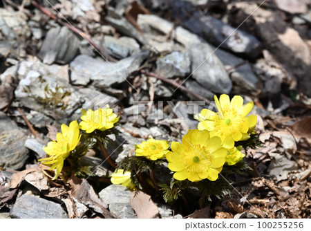 "Fukujusou", a flower that brings good luck in early spring 100255256