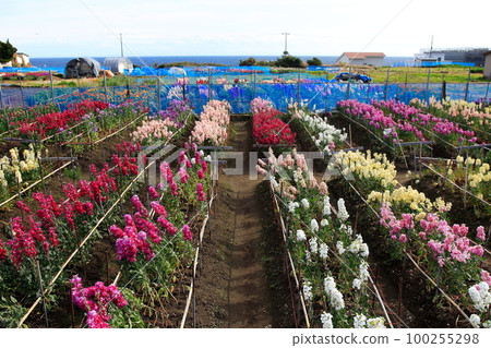 Haitatsu的花園 Haitatsu的花園 100255298