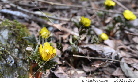 在早春帶來好運的花“福壽總” 在早春帶來好運的花“福壽總” 100255299