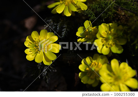 在早春帶來好運的花“福壽總” 100255300