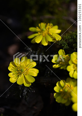 "Fukujusou", a flower that brings good luck in early spring 100255301