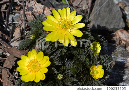 "Fukujusou", a flower that brings good luck in early spring 100255305