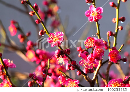 美麗的梅花 美麗的梅花 100255385