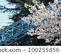 Toshimaen cherry blossoms and cyclone rail in the spring of 2020 100255856