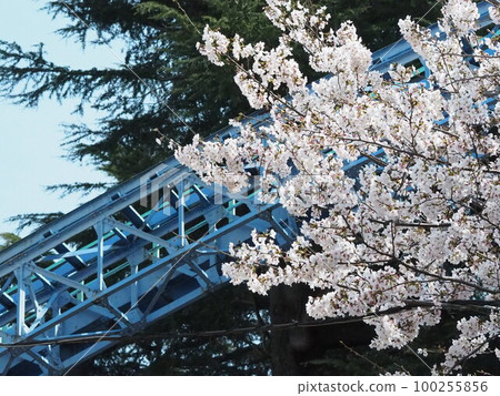 Toshimaen cherry blossoms and cyclone rail in the spring of 2020 100255856