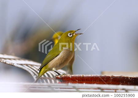 White-eye White-eye 100255900