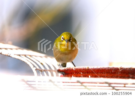 White-eye 100255904