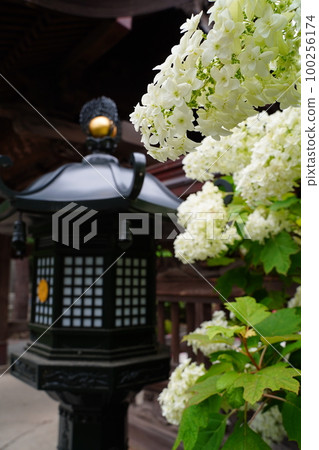 Kongoji, Kongoji, Tokyo, Hino City, Takahata, Temple, Takahata Fudoson, Temple, Buddhism, June, Jizo, 繡球花, 燈籠 100256174
