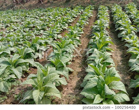 raw tobacco farm for making cigarette and harvest are cash crops 100256480