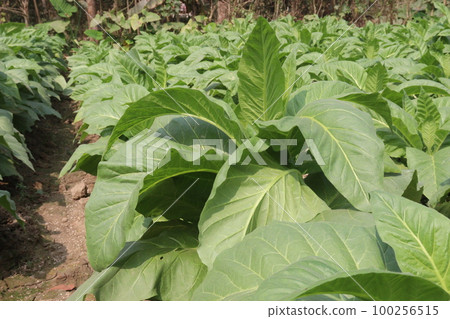 raw tobacco farm for making cigarette and harvest are cash crops 100256515