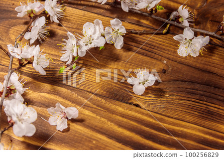 Flowers of apricot tree on wooden background Flowers of apricot tree on wooden background 100256829