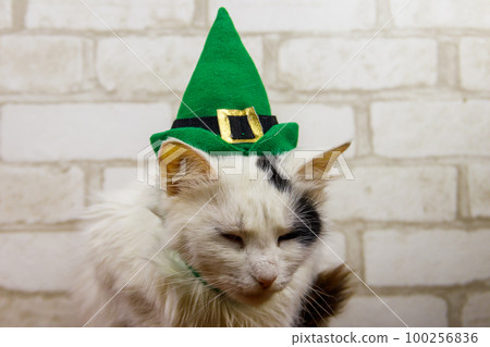 Portrait of beautiful cat wearing a green leprechaun hat. St. Patrick's Day concept Portrait of beautiful cat wearing a green leprechaun hat. St. Patrick's Day concept 100256836