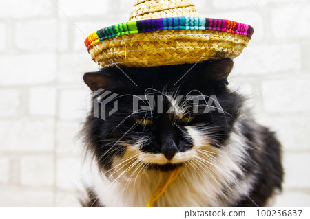 Portrait of beautiful cat wearing sombrero hat Portrait of beautiful cat wearing sombrero hat 100256837