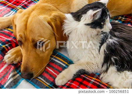 Cute labrador retriever dog and young fluffy cat on a checkered plaid. Friendship of pets 100256851