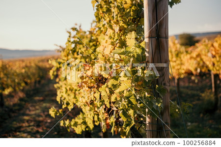 Bright autumn red orange yellow grapevine leaves at vineyard in warm sunset sunlight. Beautiful clusters of ripening grapes. Winemaking and organic fruit gardening. Close up. Selective focus. Bright autumn red orange yellow grapevine leaves at vineyard in warm sunset sunlight. Beautiful clusters of ripening grapes. Winemaking and organic fruit gardening. Close up. Selective focus. 100256884