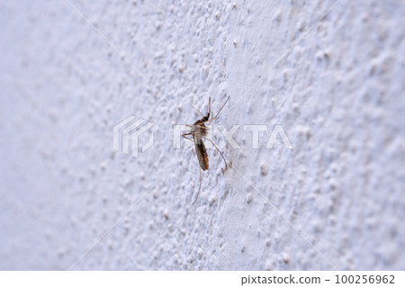 mosquito on white wall background mosquito on white wall background 100256962