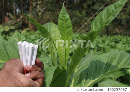 green colored tobacco farm with money bag and cigarette for harvest green colored tobacco farm with money bag and cigarette for harvest 100257087