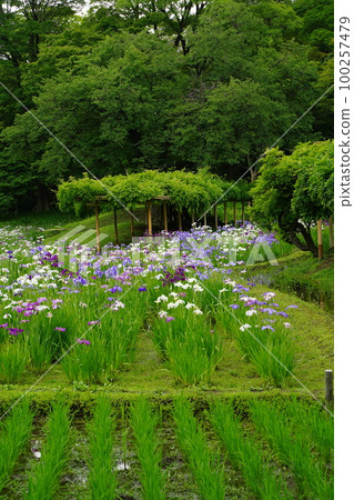 小石川後樂園小石川後樂園花園五月六月春天花紫色白色植物自然綠色日本東部 小石川後樂園小石川後樂園花園五月六月春天花紫色白色植物自然綠色日本東部 100257479