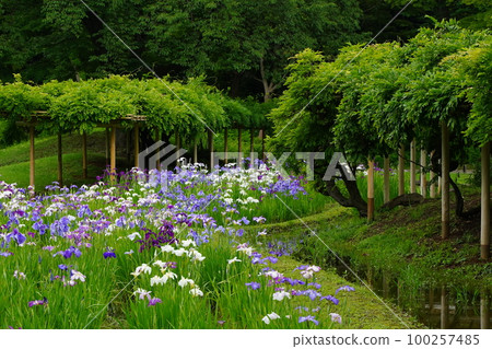 小石川後樂園小石川後樂園花園五月六月春天花紫色白色植物自然綠色日本東部 小石川後樂園小石川後樂園花園五月六月春天花紫色白色植物自然綠色日本東部 100257485