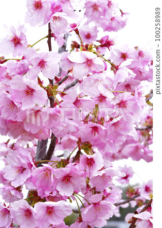 Cherry blossoms at Senba Park, Mito City 100258989