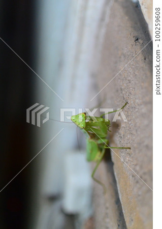 It was so cute! ? Mantis 100259608