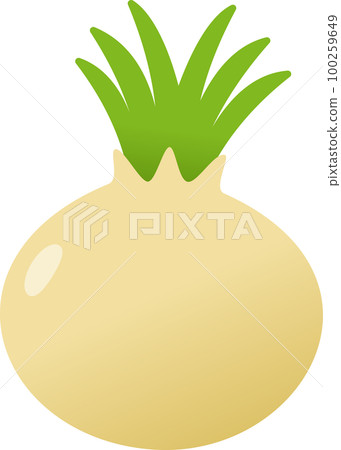 onion illustration 100259649