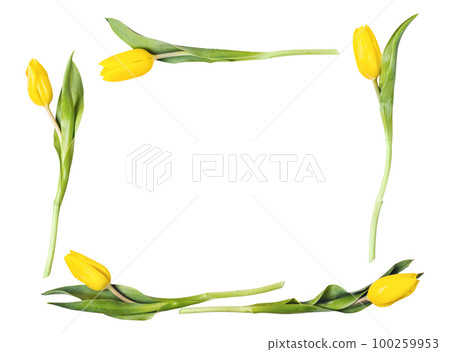 Frame of beautiful yellow tulips cut out. Holiday greeting card mock up 100259953