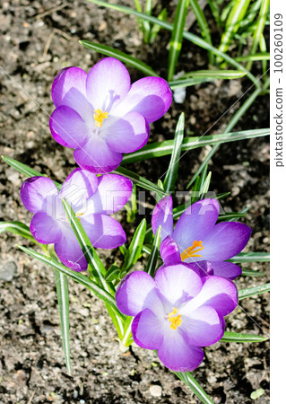 Bright purple crocus flowers and green leaves 100260109