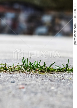 Stalks of grass grow out of asphalt 100260119