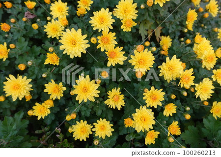 黃菊花 黃菊花 100260213