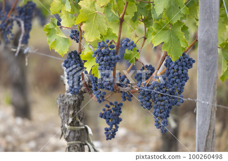 Cabernet Sauvignon grapes to produce highest quality wines in Bordeaux, France Cabernet Sauvignon grapes to produce highest quality wines in Bordeaux, France 100260498