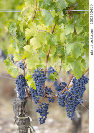 Cabernet Sauvignon grapes to produce highest quality wines in Bordeaux, France Cabernet Sauvignon grapes to produce highest quality wines in Bordeaux, France 100260499
