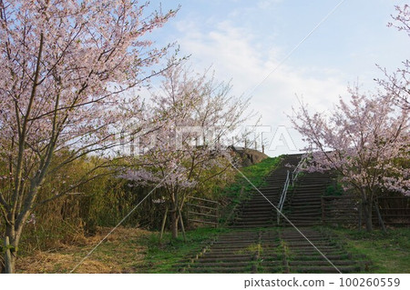 Ogushi Nature Park with cherry blossoms in Sanuki City, Kagawa Prefecture 100260559
